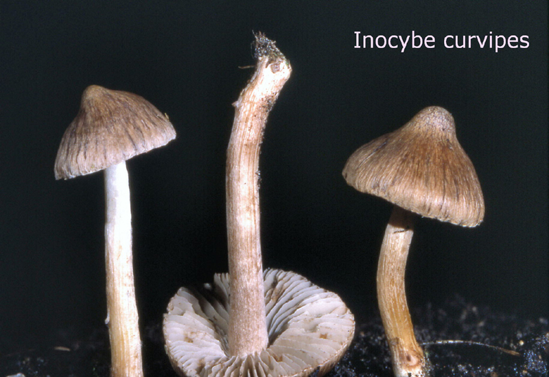 Inocybe curvipes-amf1056.jpg - Inocybe curvipes ; Syn: Inocybe lanuginella ; Non français: Inocybe variable